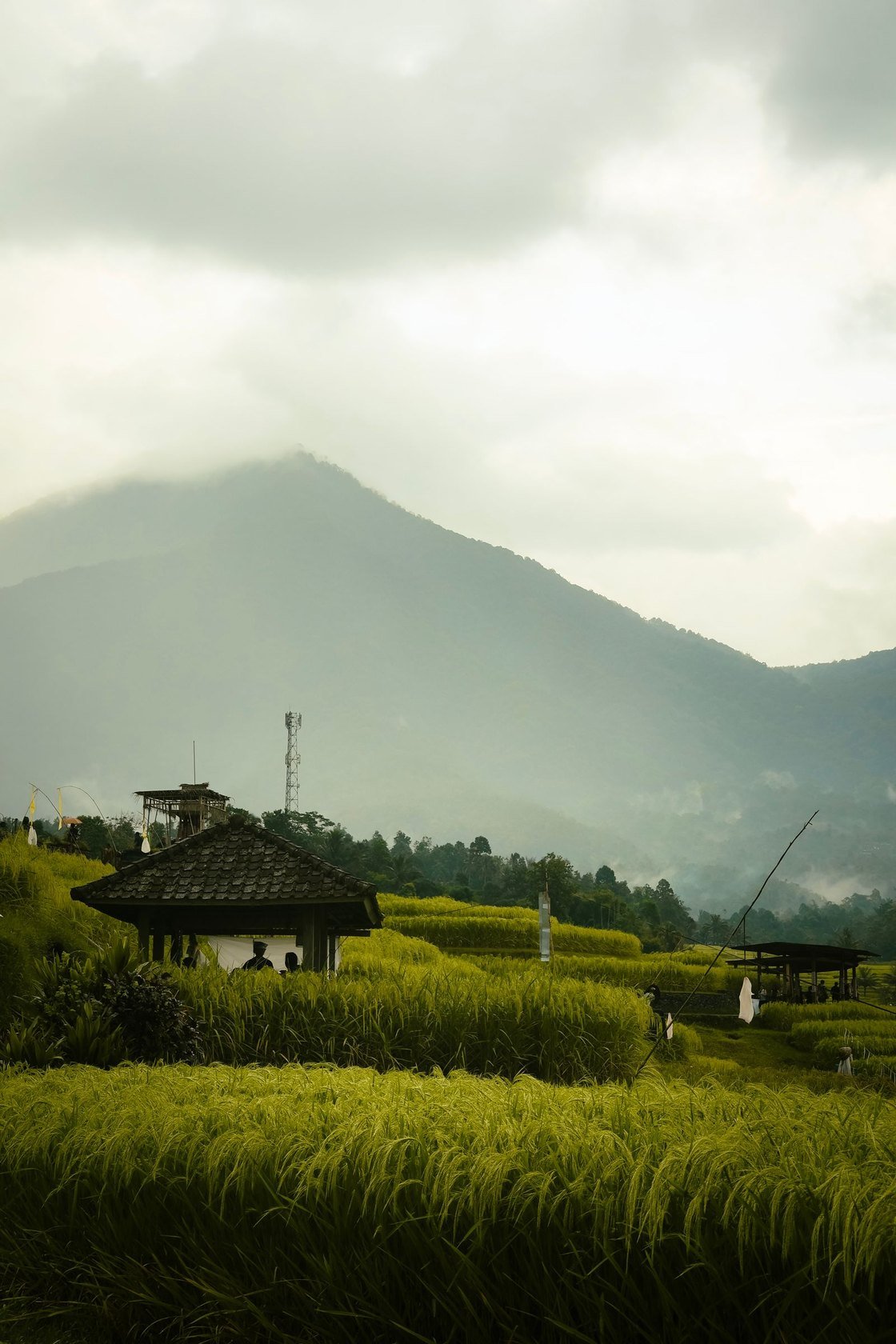 Ripening rice terraces and a traditional pavilion below a mist-covered mountain in the Balinese highlands