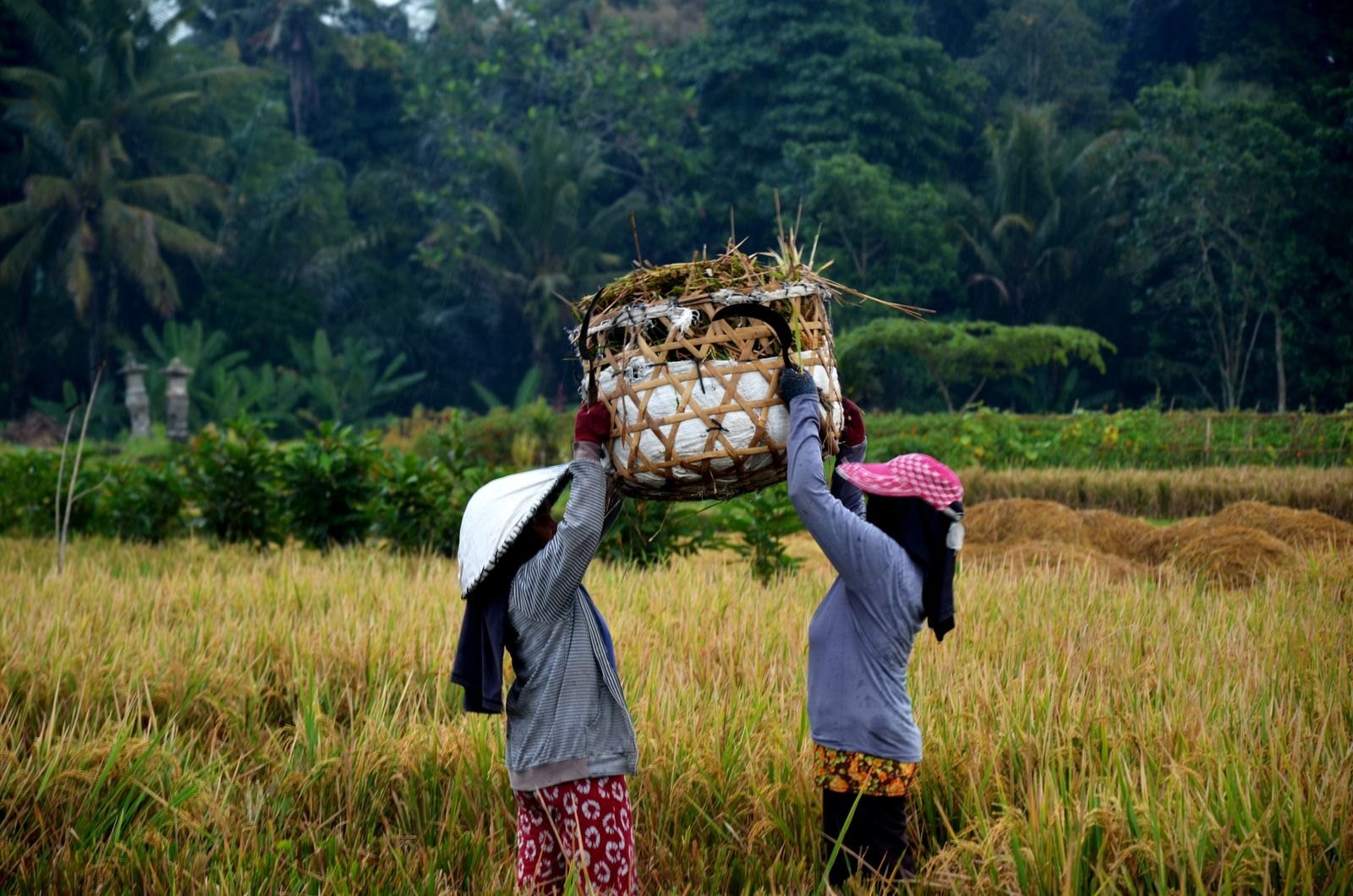 Two farmers lifting a woven harvest basket above their heads in a ripening rice field in Bali