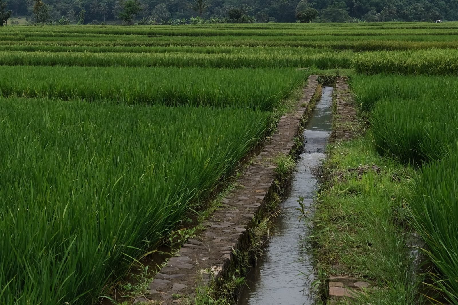 Stone-lined irrigation channel carrying water between green rice paddies in Bali