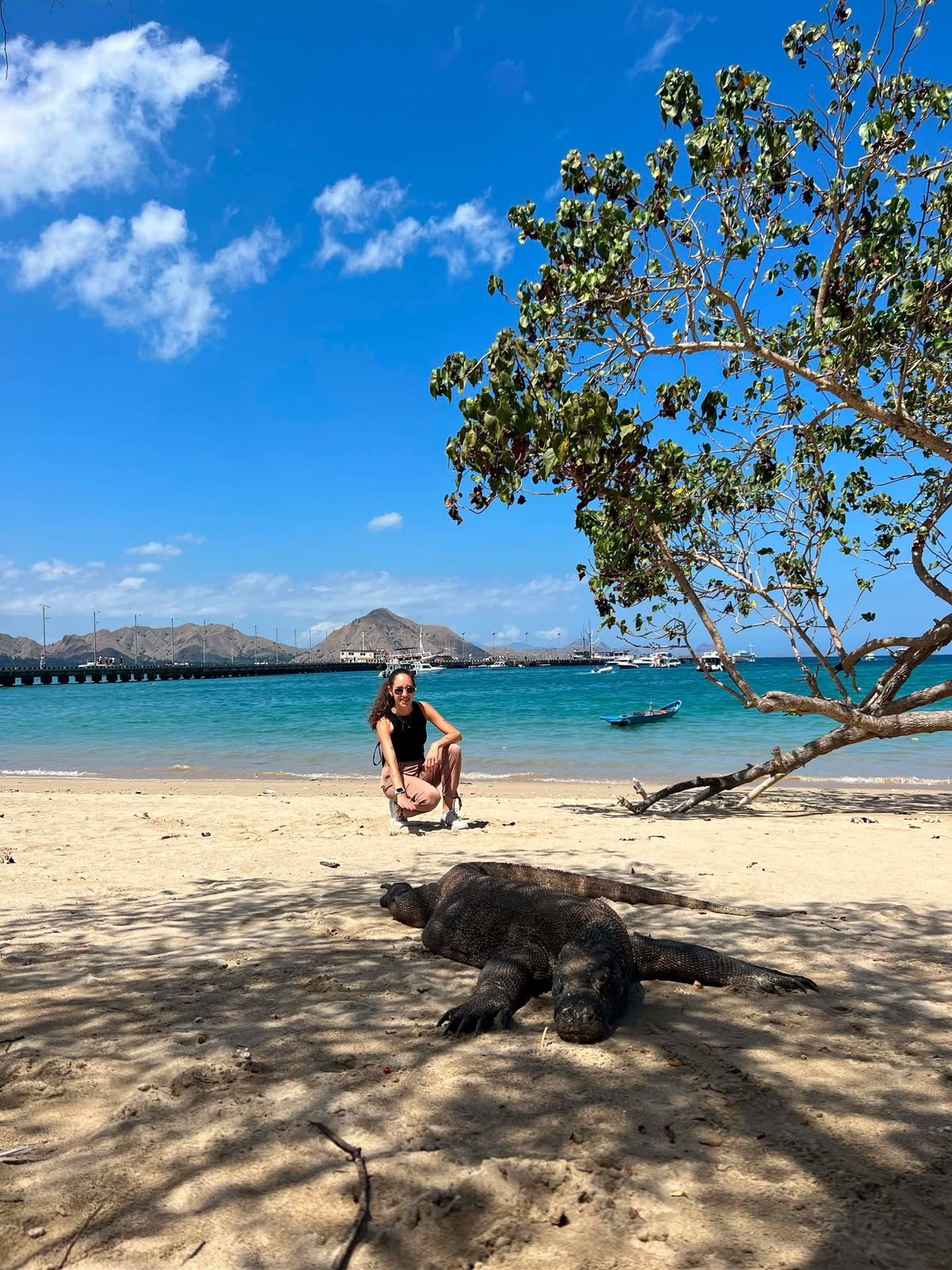 Komodo dragon resting on the sand at Loh Liang with a visitor keeping a safe distance behind